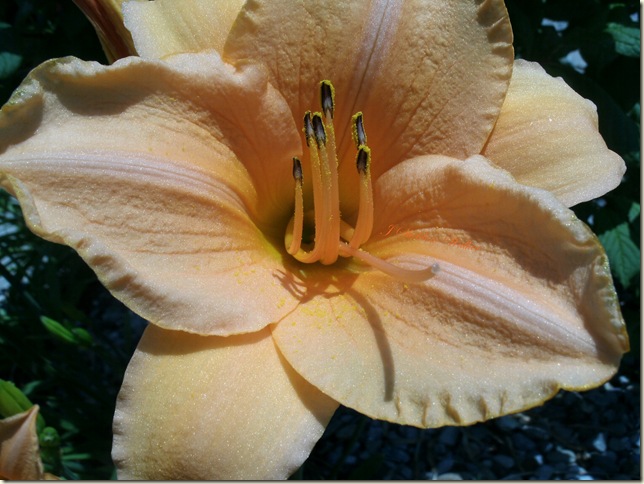 JSheldonWalker: Peachy lilies
